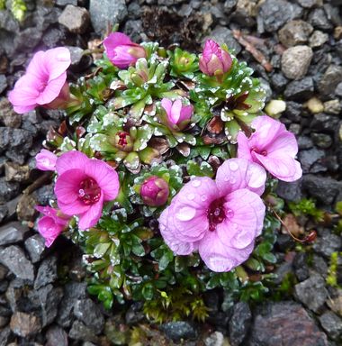 Saxifraga_Kabschia_Hybride_2_fars_2010.jpg