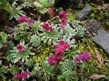 Saxifraga_griesebachii_fars_2010.jpg