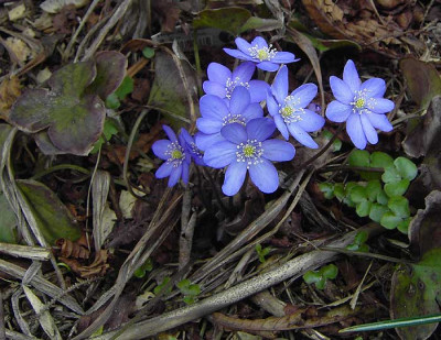 Hepatica-2.jpg