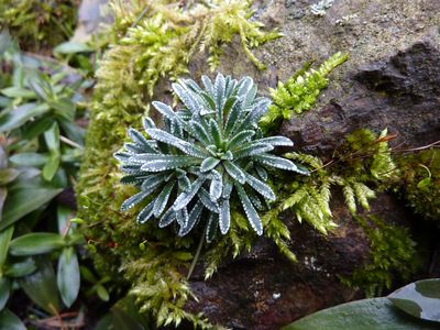 Saxifraga_unbekannt_fars_2010.jpg