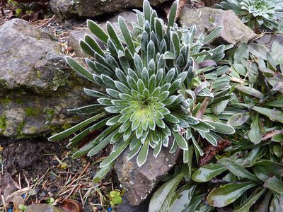 Saxifraga_longifolia_fars_2010.jpg