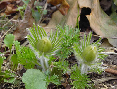 Pulsatilla_weiss-1.jpg