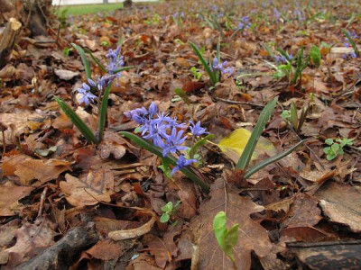 Scilla_bifolia_ue.jpg