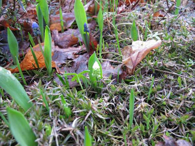 Muscari_lat._wei_ue.jpg
