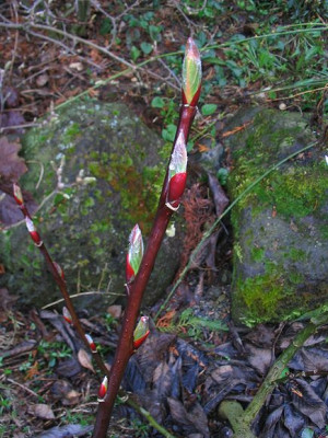 Salix_moupinensis.jpg