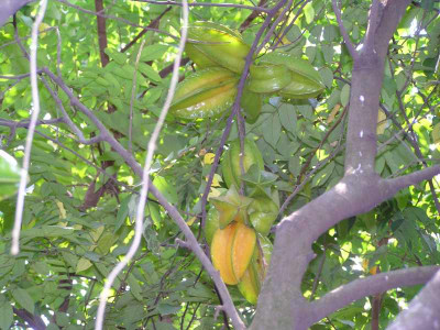 sternfrucht.jpg