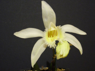 Pleione_grandiflora_1_800x800_80KB.jpg