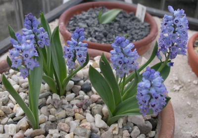 comp_Hyacinthella_acutiloba.jpg