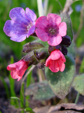 pulmonaria.jpg