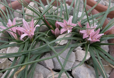 comp_Asphodelus_acaulis.jpg