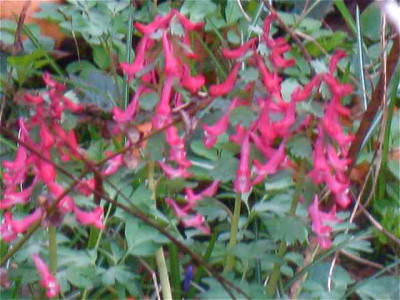 Corydalis_solida_rot_IMG_4962.JPG