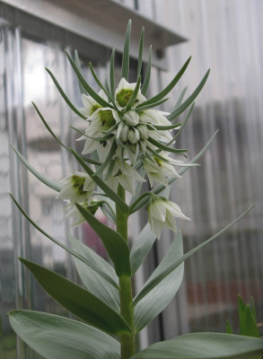 comp_Fritillaria_bucharica.jpg