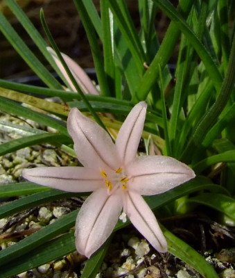 DSCF0209_Asphodelus_acaulis.JPG