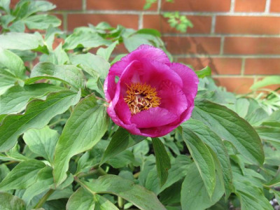 paeonia_mollis1_640x480.JPG