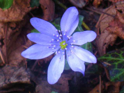 Hepatica_tr._Winterfreude_IMG_4954.JPG