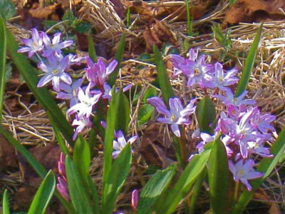 Chionodoxa_rosa_IMG_4952.JPG