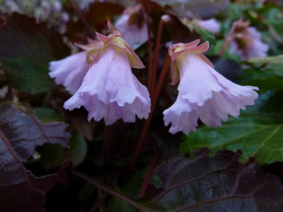 Shortia_30.3.2010.jpg