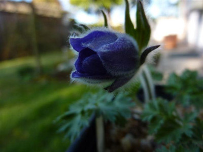 Pulsatilla_Baykal_30.3.2010.jpg