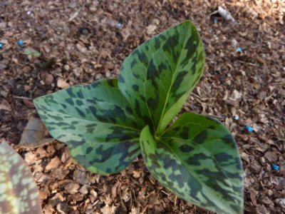 Trillium_kurabayashii_30.3.2010.jpg