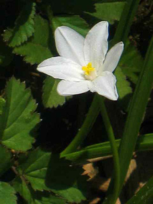 Scilla_bifolia_v._alba_IMG_4994.JPG