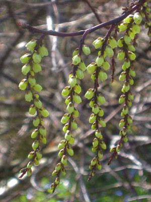 Stachyurus_chinensis_IMG_4989.JPG