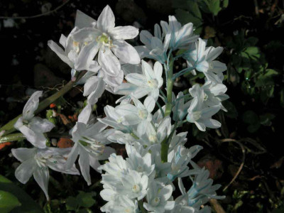 Scilla_mischtschenkoana_und_Puschkinia_scilloides_var._libanotica.jpg