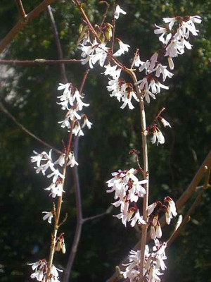 Abeliophyllum_distichum_IMG_4969.JPG