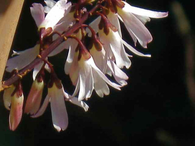 Abeliophyllum_distichum1_IMG_4973.JPG