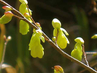 Corylopsis_pauciflora_IMG_4972.JPG