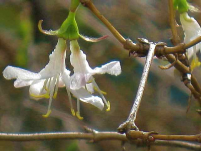 Lonicera_X_purpusii_IMG_4996.JPG