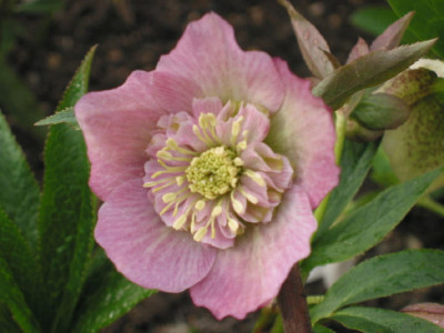 Rosa_Anemone_zweite_Bluete_PG.jpg