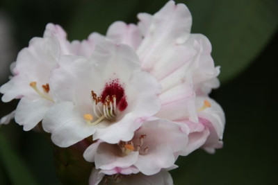 Rhodo_3-10.jpg