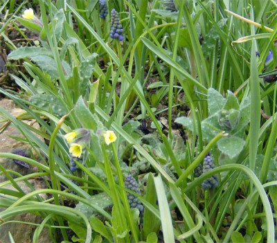 nonea-lutea-300310.jpg