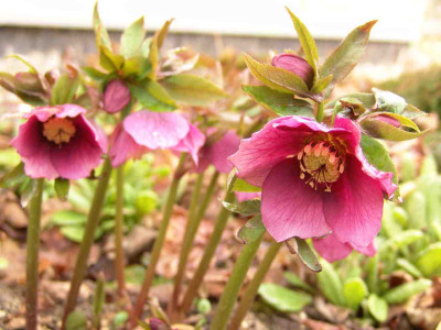 Ende_Marz_2010_009-kl.jpg