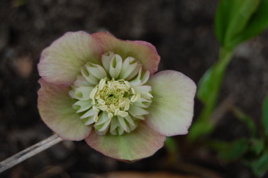 GruenrosaAnemone0310.jpg