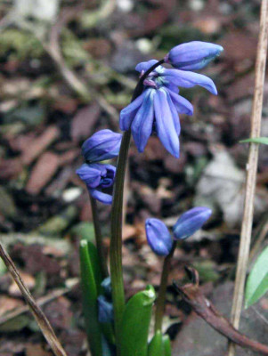 Scilla_siberica_ssp._siberica.jpg