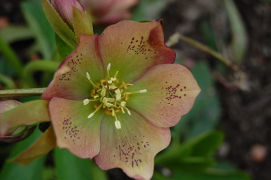 ApricotTuepfel0310.jpg