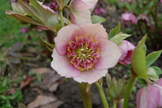 RosaAnemonemitGelb0310.jpg