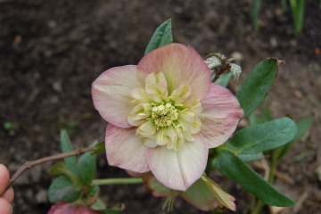 ApricotAnemone0310.jpg