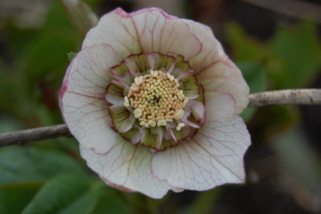 Anemonegeadert0310.jpg