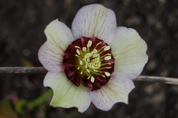 AnemonedunkleNektarien0310.jpg