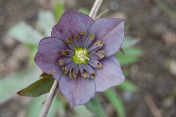 Anemonegrau0310.jpg