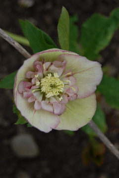 Anemonehell0310.jpg