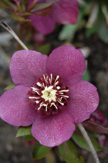 Anemonerotgeadert0310.jpg