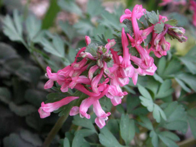 Corydalis_solida_Dieter_Schacht.jpg