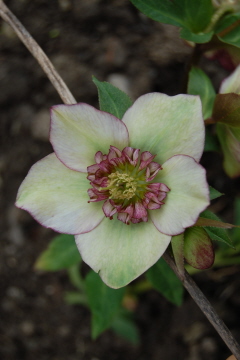 Anemonesternfoermig0310.jpg