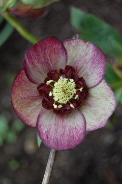 Anemonegelblich0310.jpg