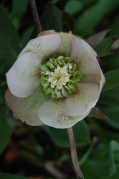 AnemoneBelgien0310.jpg