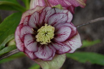 Picoteegefuellt0310.jpg