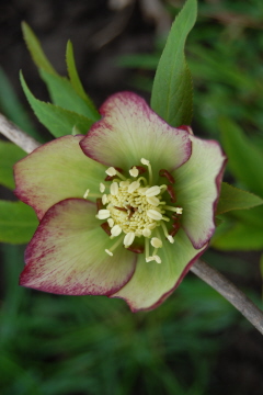 Picoteegruenlich0310.jpg